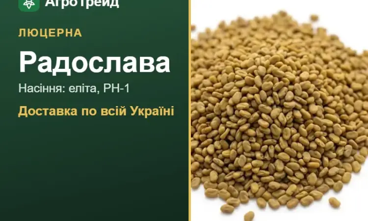 Купити насіння люцерни Радослава - фото № 1