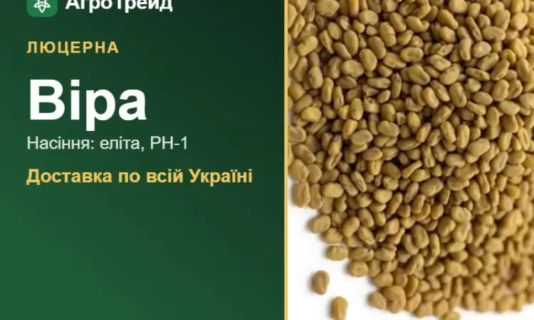 Продам насіння люцерни Віра - фото № 1