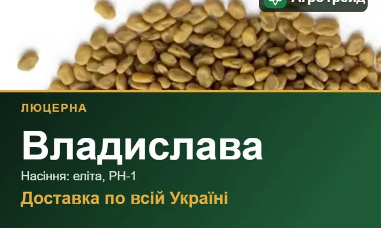 Люцерна Владислава - фото № 1
