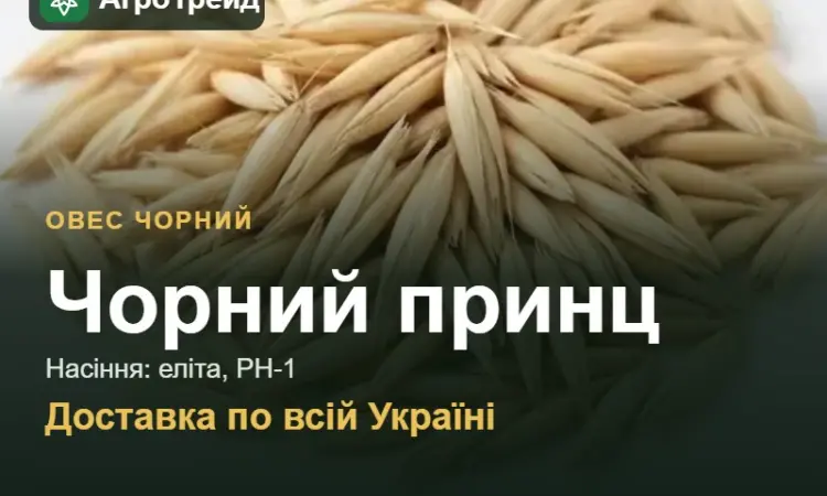 Продам насіння чорного вівса Чорний принц - фото № 1
