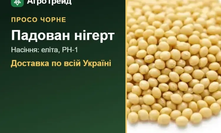 Продам насіння чорного проса Падован нігерт - фото № 1