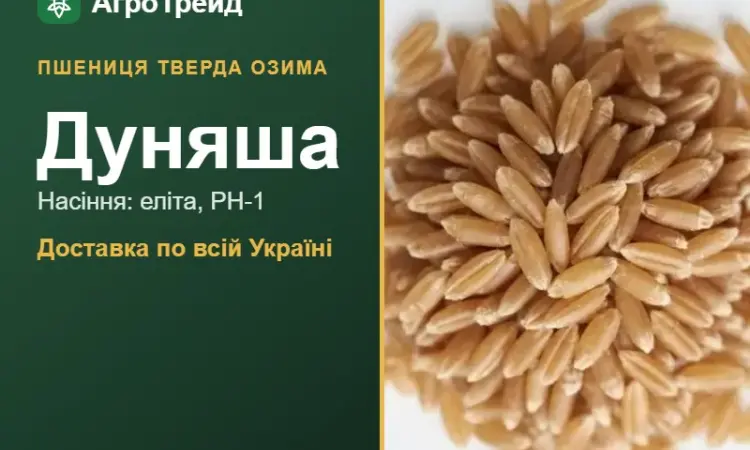 Насіння твердої озимої пшениці Дуняша - фото № 1