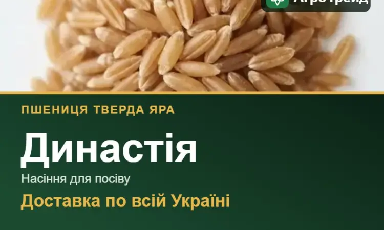 Династія — пшениця тверда яра, насіння - фото № 1