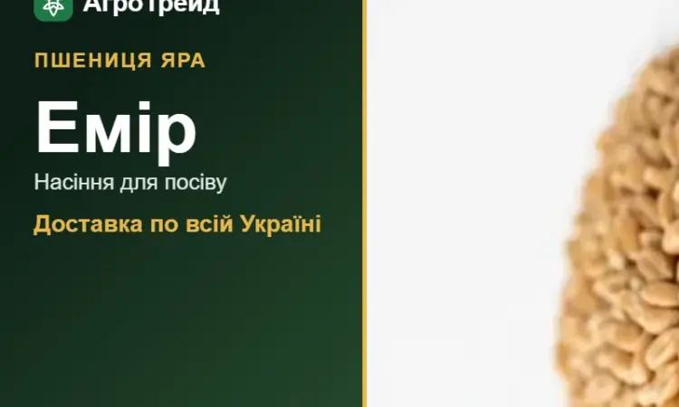 Продам насіння ярої пшениці Емір - фото № 1