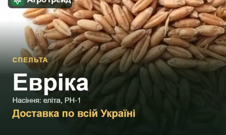 Продам насіння спельти Евріка - фото № 1