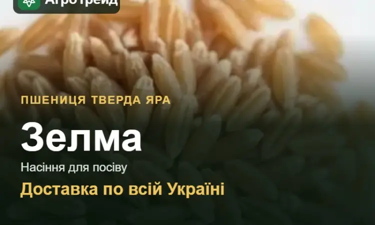 Зелма — пшениця тверда яра, насіння - фото № 1