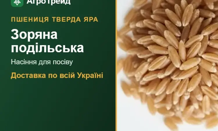 Насіння твердої ярої пшениці Зоряна подільська - фото № 1