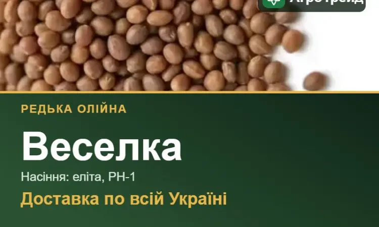 Веселка — редька олійна, насіння - фото № 1