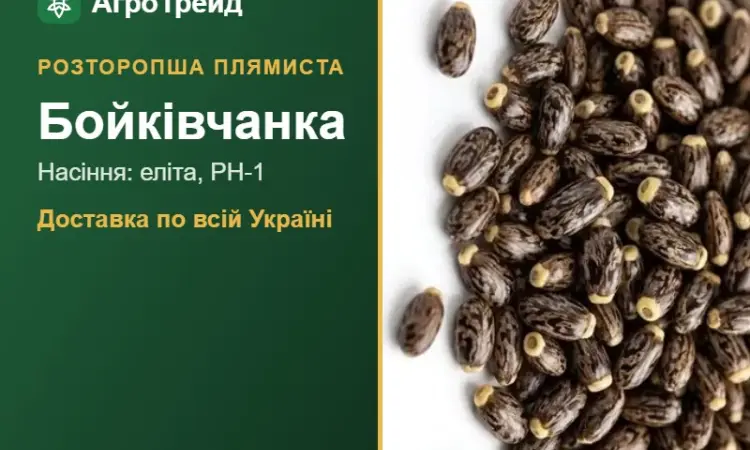 Розторопша плямиста Бойківчанка - фото № 1