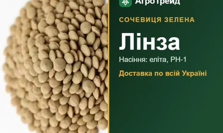 Лінза — сочевиця зелена, насіння - фото № 1
