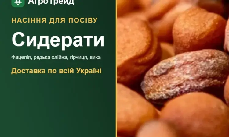 Продам сидерати: фацелія, редька, гірчиця - фото № 1