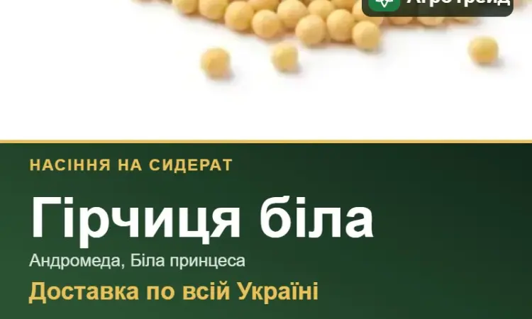 Гірчиця біла на сидерат — насіння - фото № 1