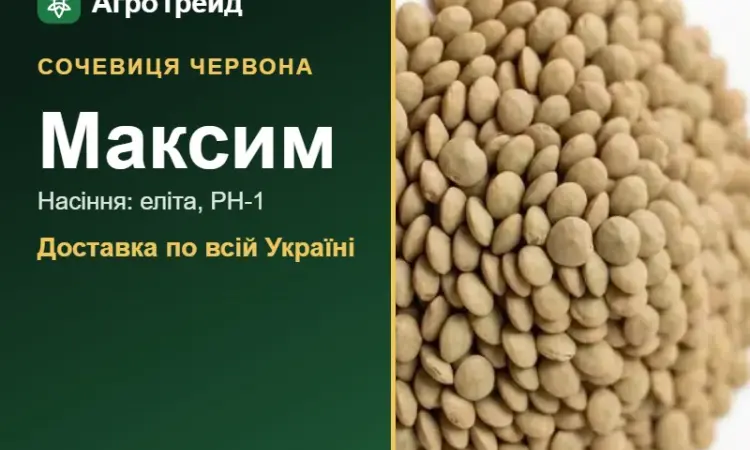 Сочевиця червона Максим - фото № 1