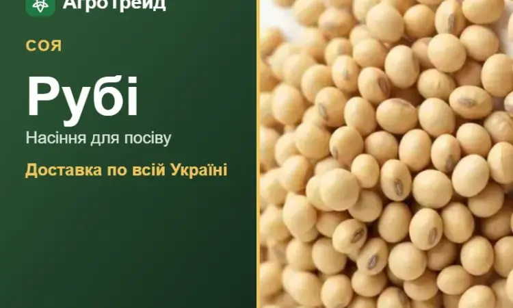 Рубі — соя, насіння - фото № 1