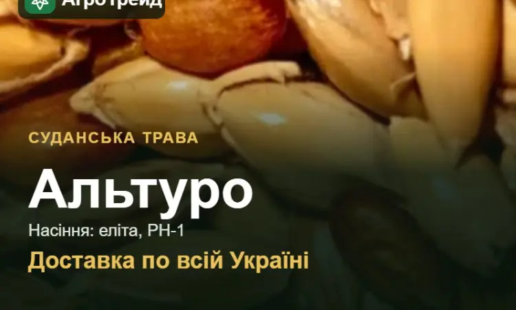 Продам насіння суданської трави Альтуро - фото № 1