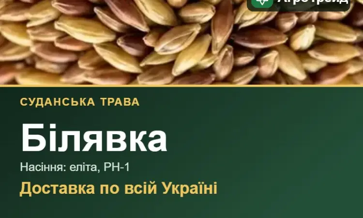 Білявка — суданська трава, насіння - фото № 1