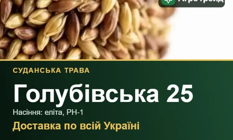 Насіння суданської трави Голубівська 25 - фото № 1
