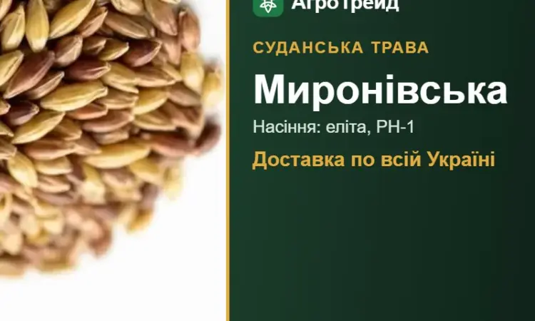 Миронівська — суданська трава, насіння - фото № 1