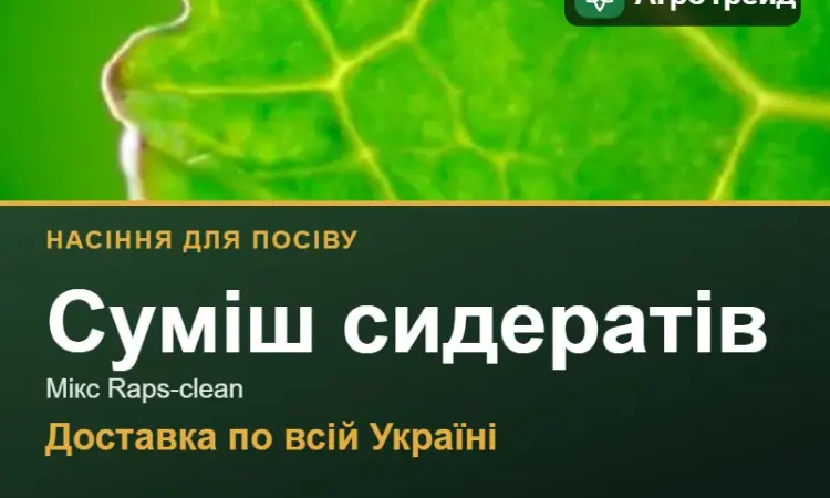 Суміш сидератів Мікс Raps-clean — насіння - фото № 1