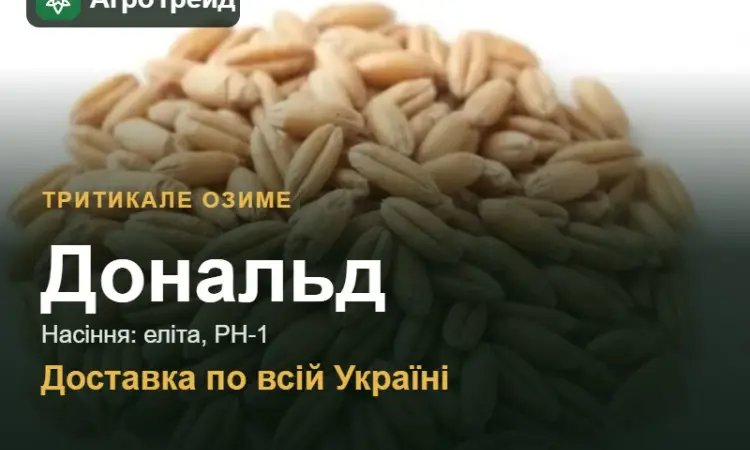 Тритикале озиме Дональд — насіння - фото № 1