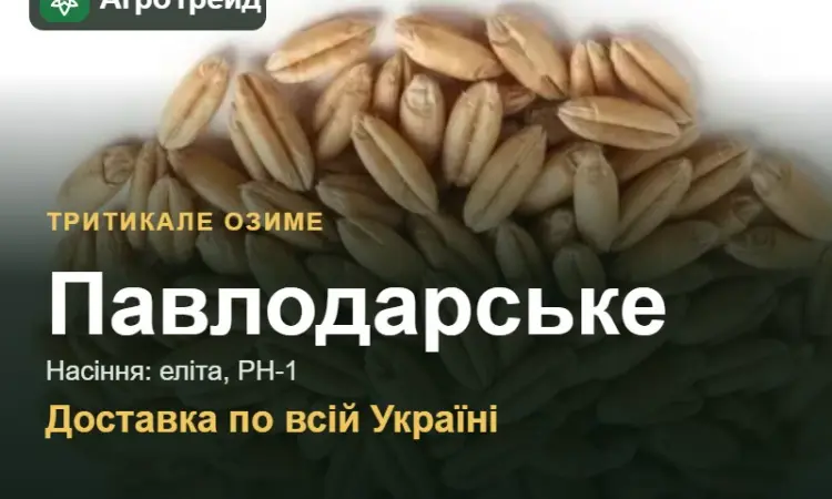 Тритикале озиме Павлодарське - фото № 1