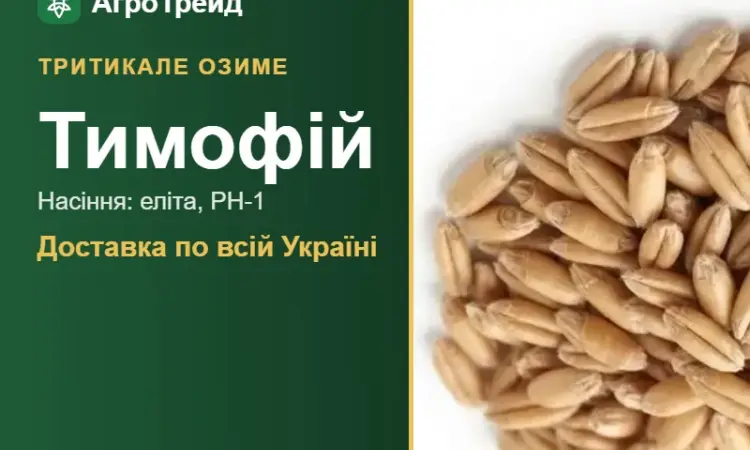 Купити насіння озимого тритикале Тимофій - фото № 1