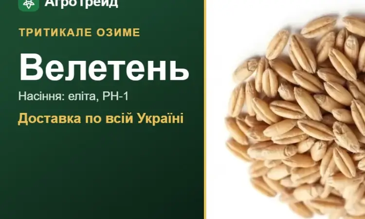 Тритикале озиме Велетень - фото № 1