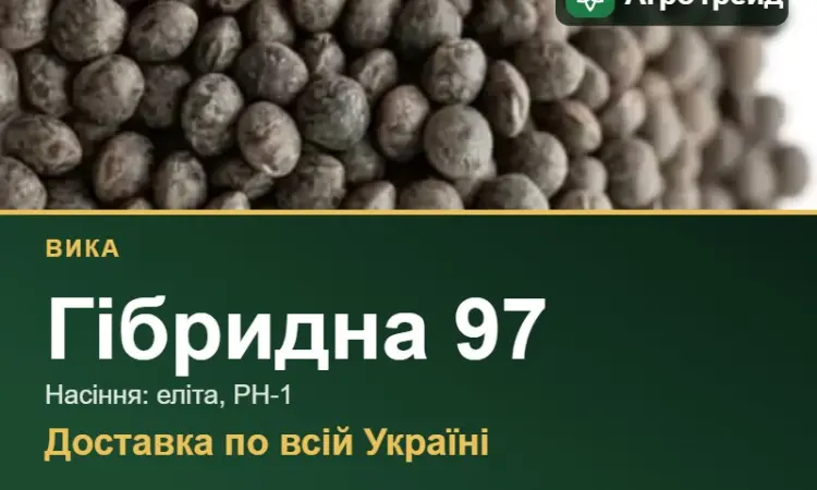 Насіння вики Гібридна 97 - фото № 1