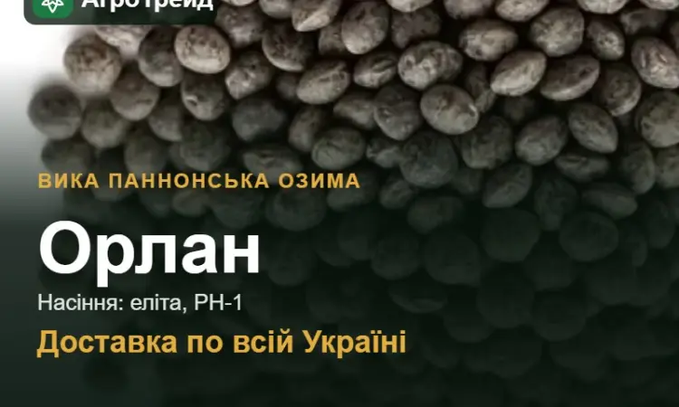 Орлан — вика паннонська озима, насіння - фото № 1