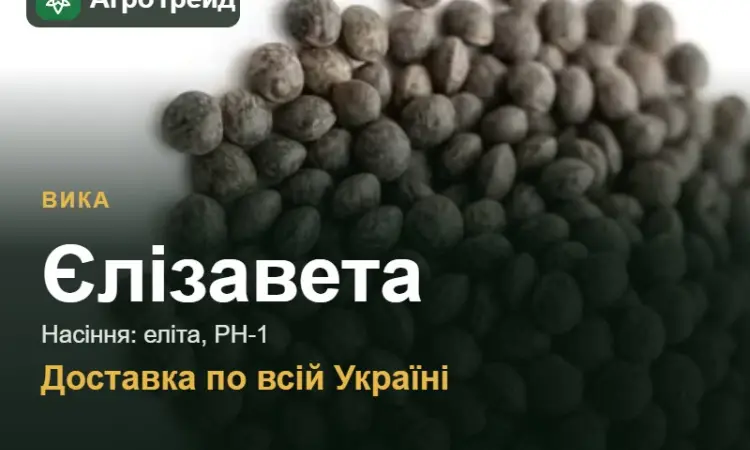 Купити насіння вики Єлізавета - фото № 1