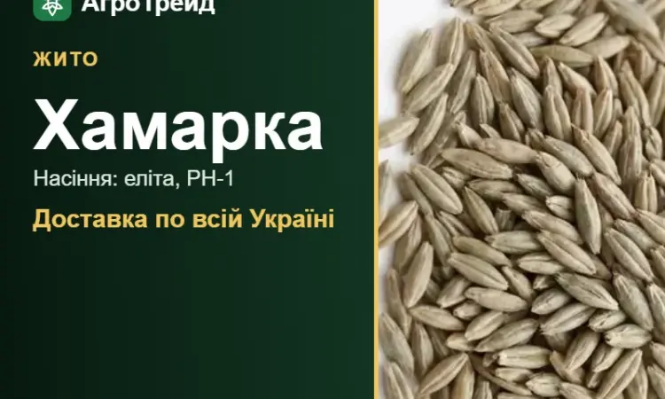 Продам насіння жита Хамарка - фото № 1