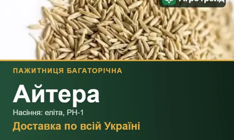 Пажитниця багаторічна Айтера - фото № 1