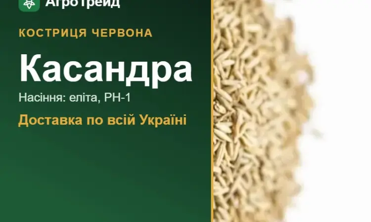 Купити насіння костриці червоної Касандра - фото № 1