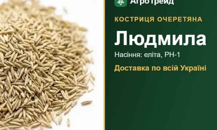 Купити насіння костриці очеретяної Людмила - фото № 1