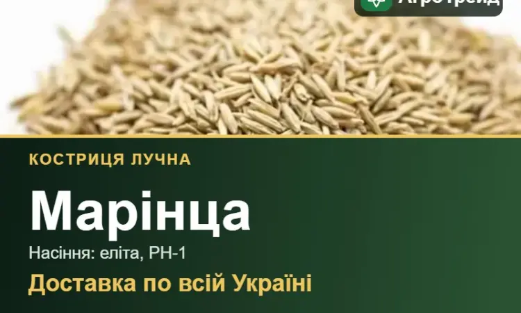 Костриця лучна Марінца — насіння - фото № 1