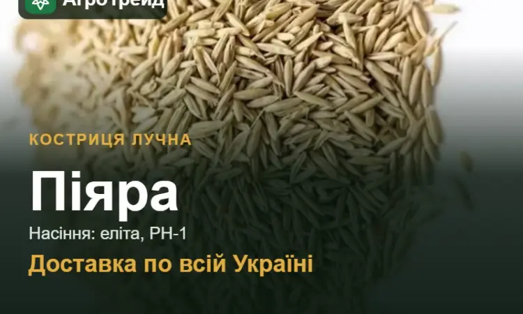 Купити насіння костриці лучної Піяра - фото № 1