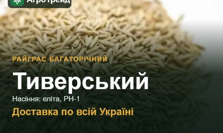 Купити насіння райграсу багаторічного Тиверський - фото № 1