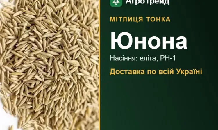 Купити насіння мітлиці тонкої Юнона - фото № 1