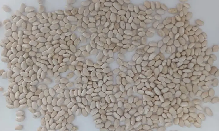 Продадим белую фасоль сорта Navy Beans 2026 - фото № 1