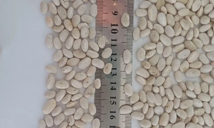 Продадим белую фасоль сорта Navy Beans 2026 - фото № 2