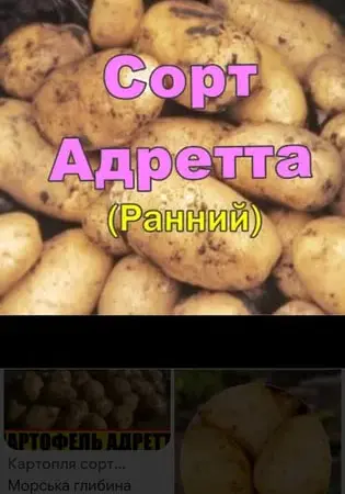 Картопля Адретта, Пікассо - фото № 1