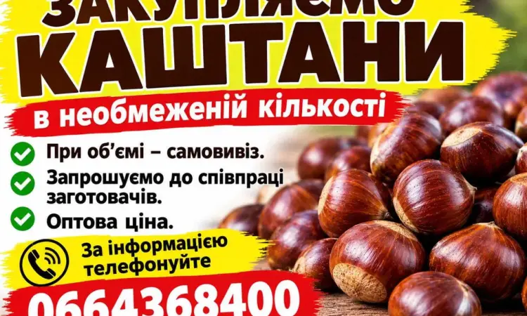Каштаны в неограниченном количестве. Оптом - фото № 1