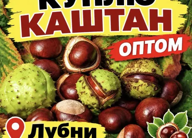 Каштани каштани - фото № 1