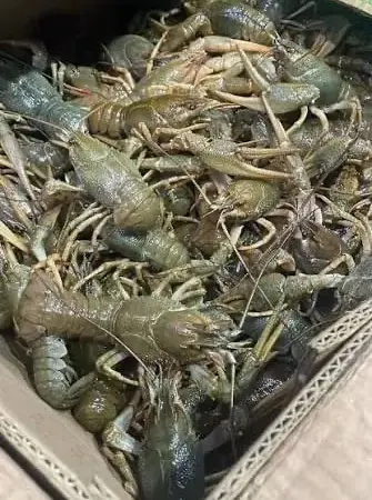 Живі та варені раки - фото № 1