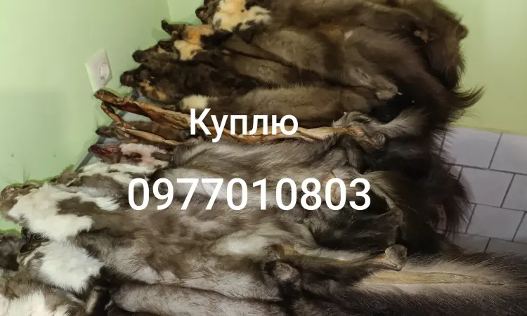 Куплю шкури куниці - фото № 1