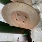 Дискова борона Amazone Catros 3001 3м (дискатор) - фото № 2