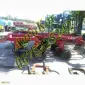 WIL-RICH 957 Дисковый глубокорыхлитель - фото № 9