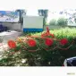 Граблі-ворошилки "Сонечко" 4 секції - фото № 1