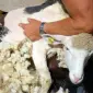 Машинка для стрижки овець Польща - фото № 4