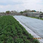 Продам агроволокно от поставщика - фото № 1